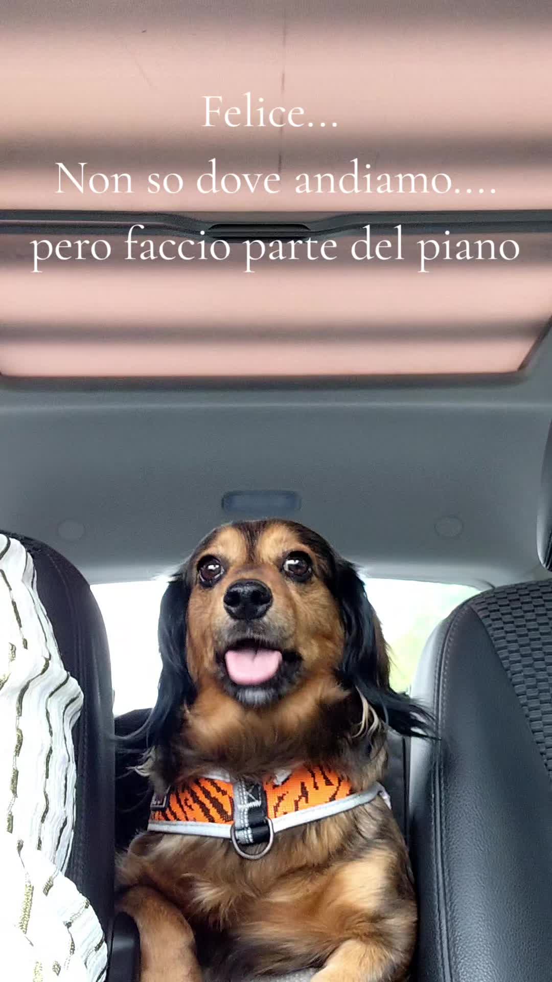 @Elisa🐶Ronda