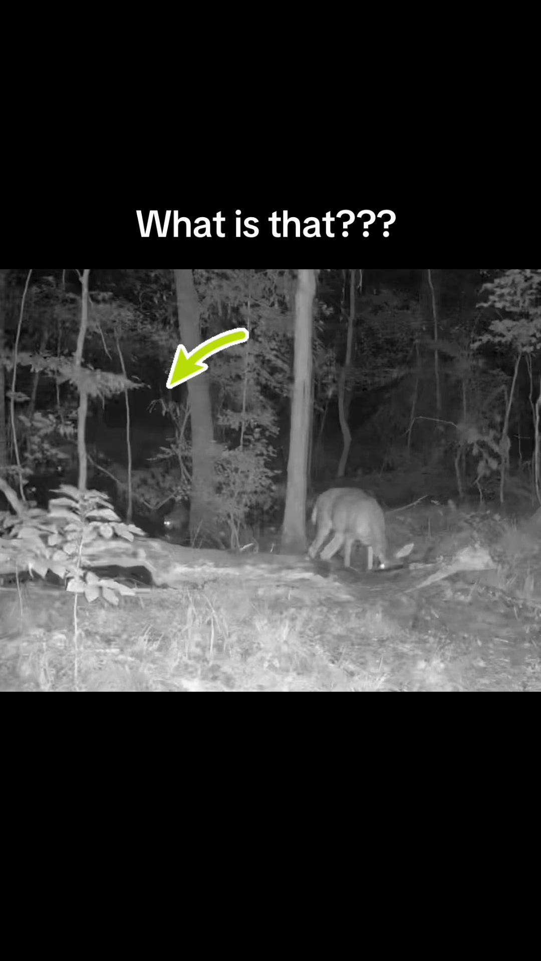@Toi Batton_GIGI_WTBuckOutdoors