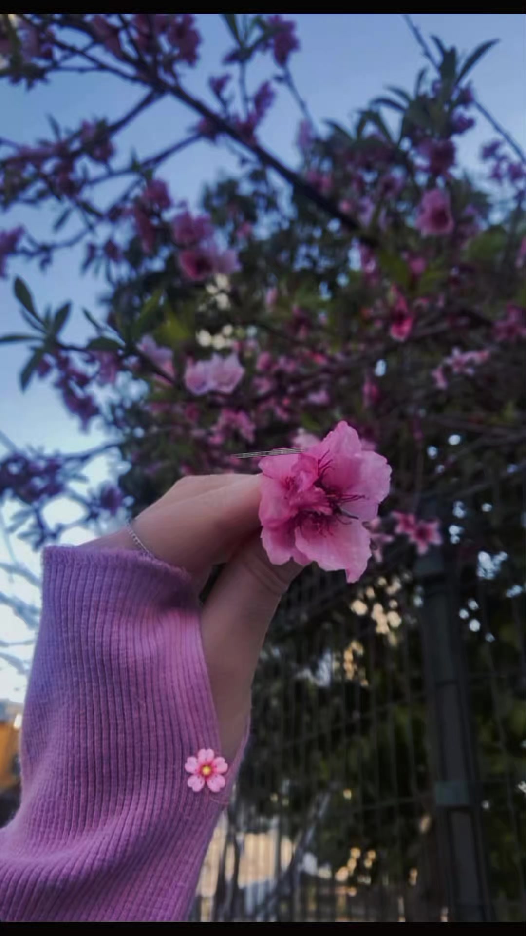 @мαяу