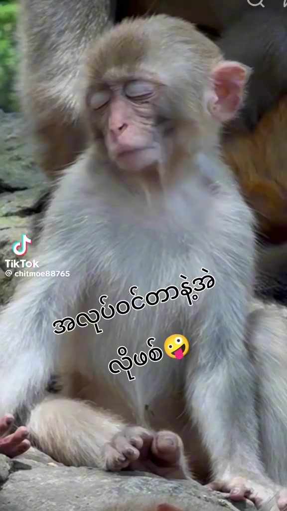 @nanaya635အချစ်နှင်းဆီ 🌹🇳🇪