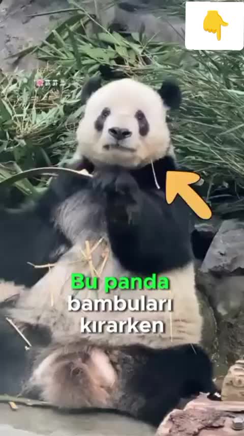 @M@G@_@HMEDOFF