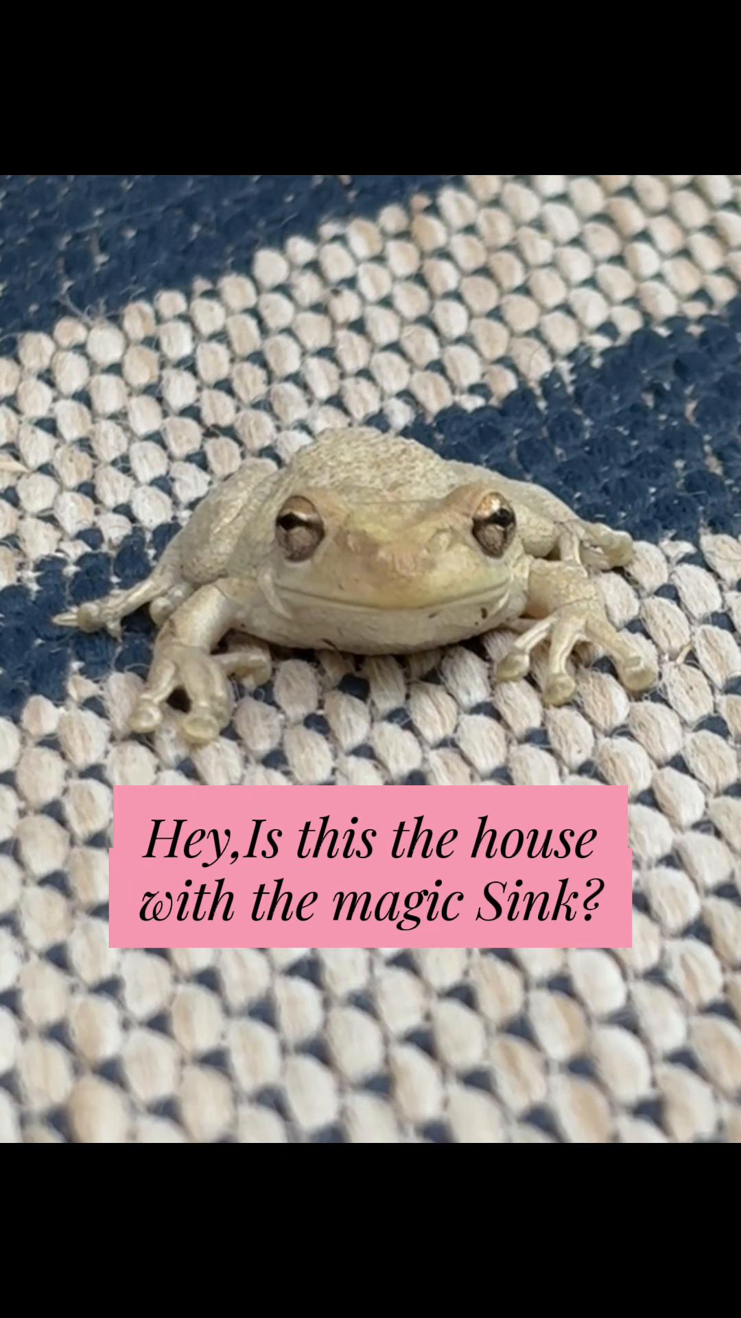 @originalSinkfrog