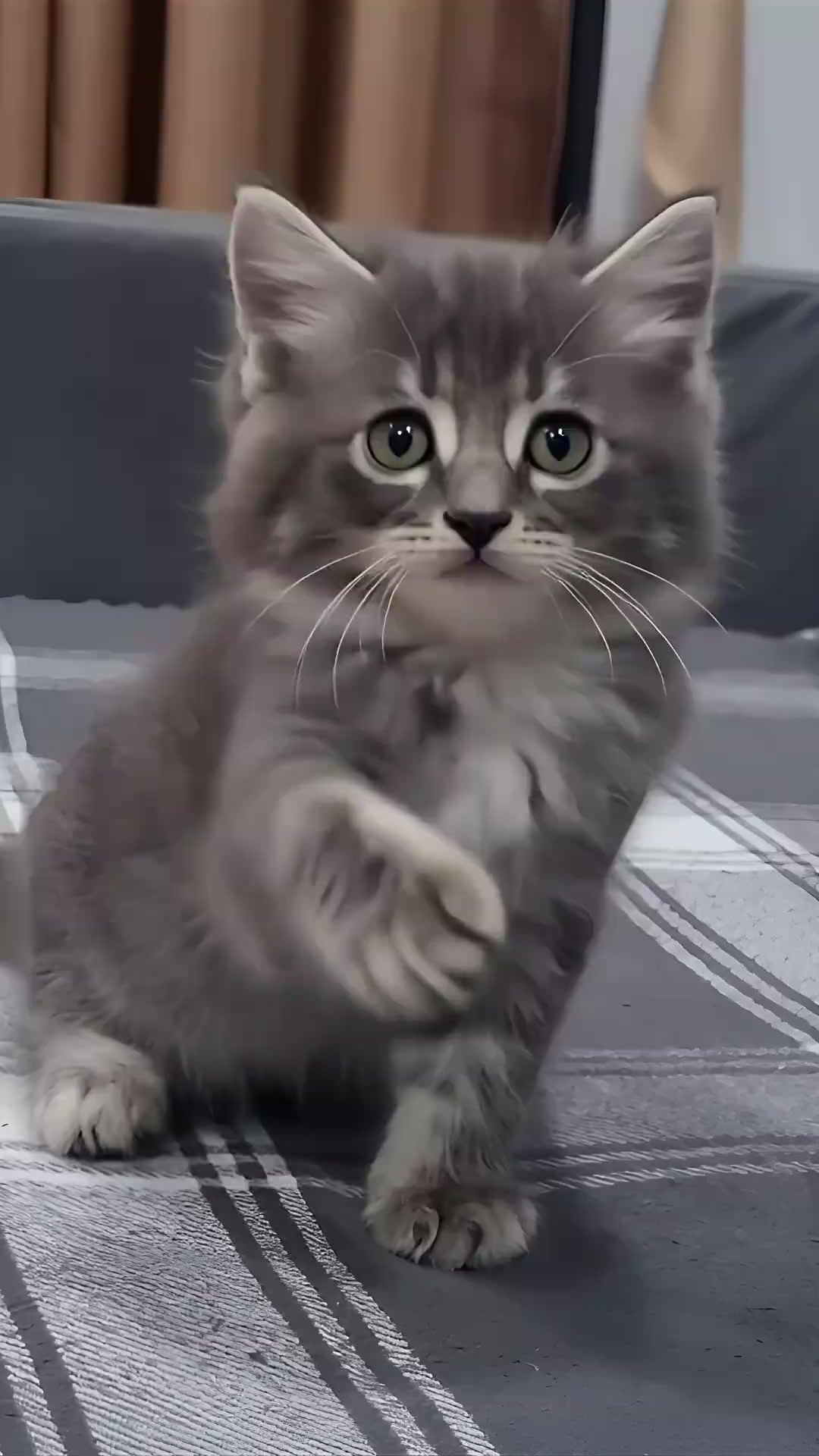 @Cute kitty club 🐱🐱🐱
