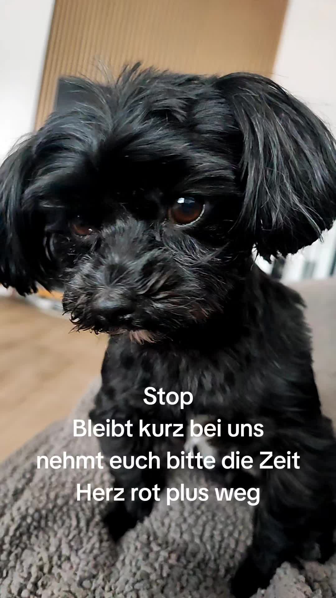 @P&ouml;ppi