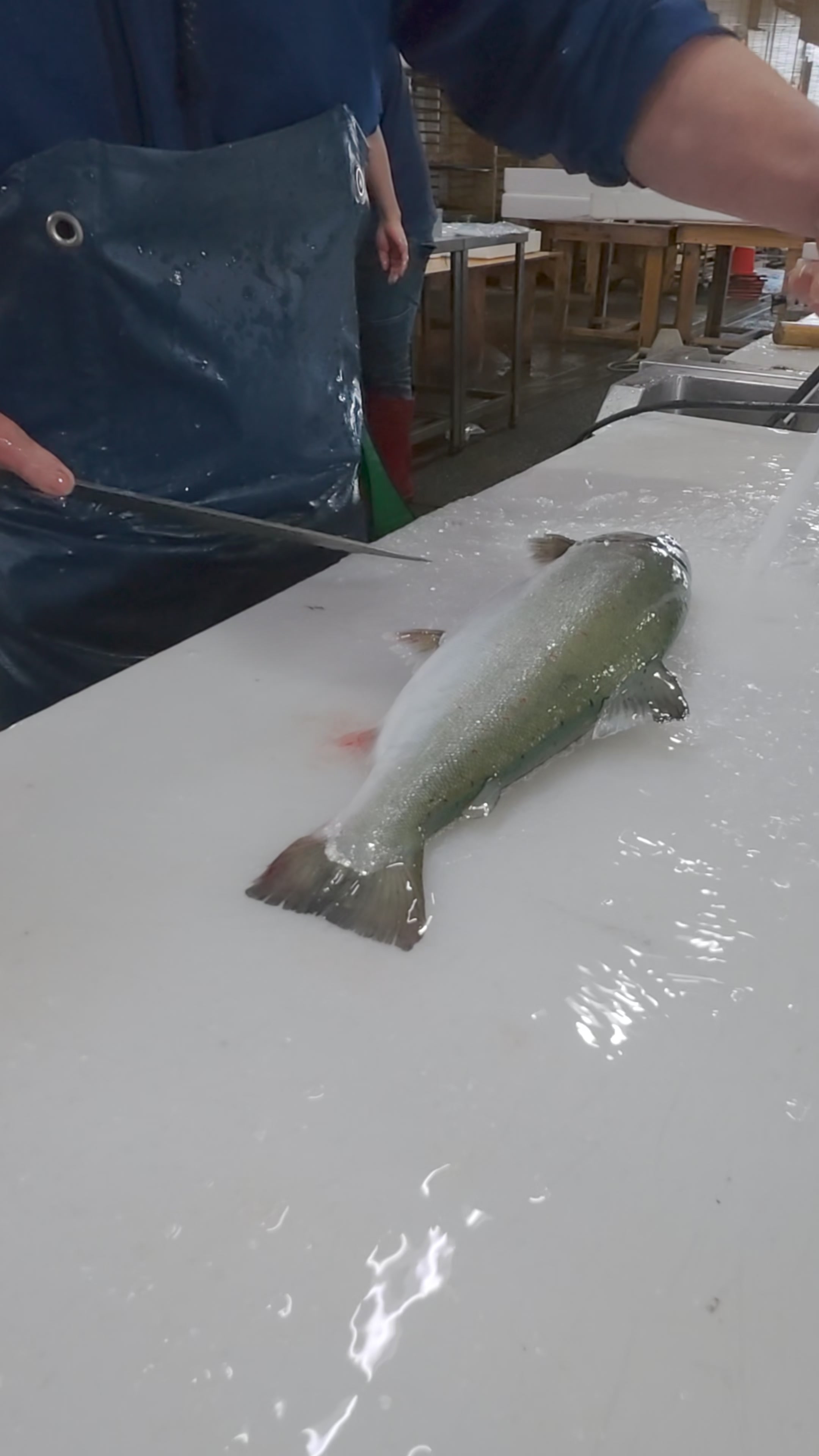 @鳴門魚市のサブ垢