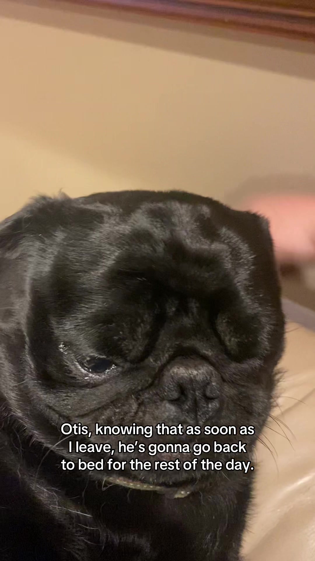 @Pugaddict