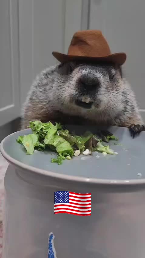 @Wilbur the Woodchuck