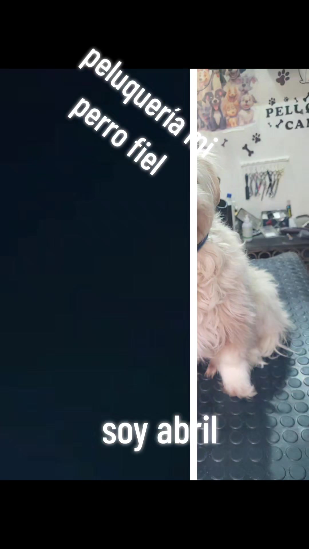@mi perro fiel