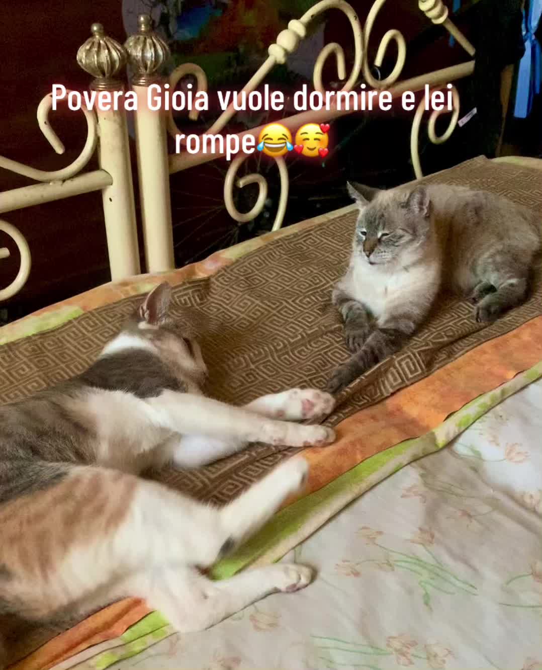 @🌺𝑘𝑎𝑡𝑖𝑢𝑠𝑐𝑖𝑎🌺