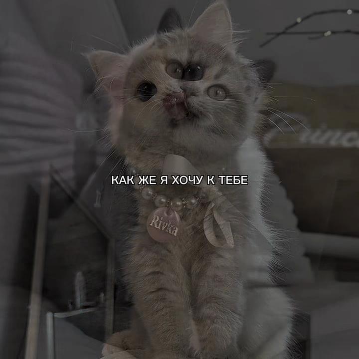 @ХХИКА