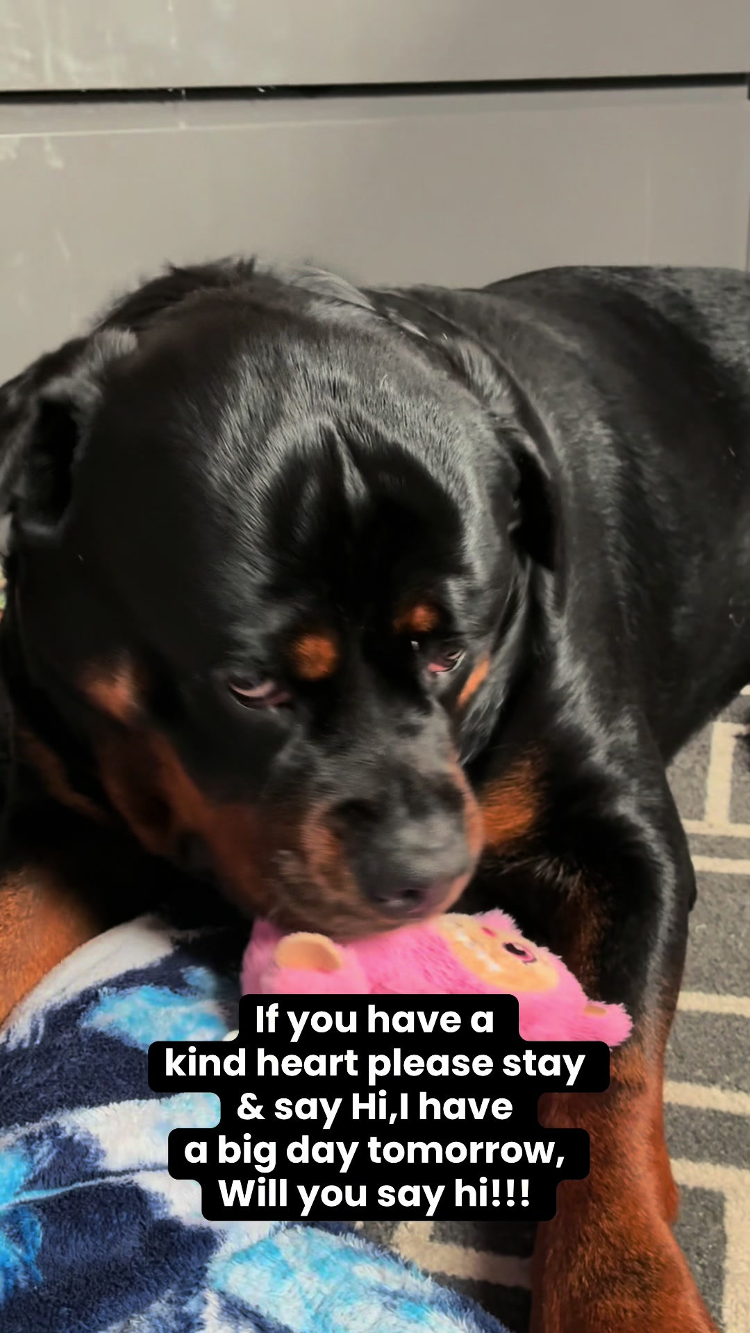 @❤️Rottiexena❤️Rottweiler Dog