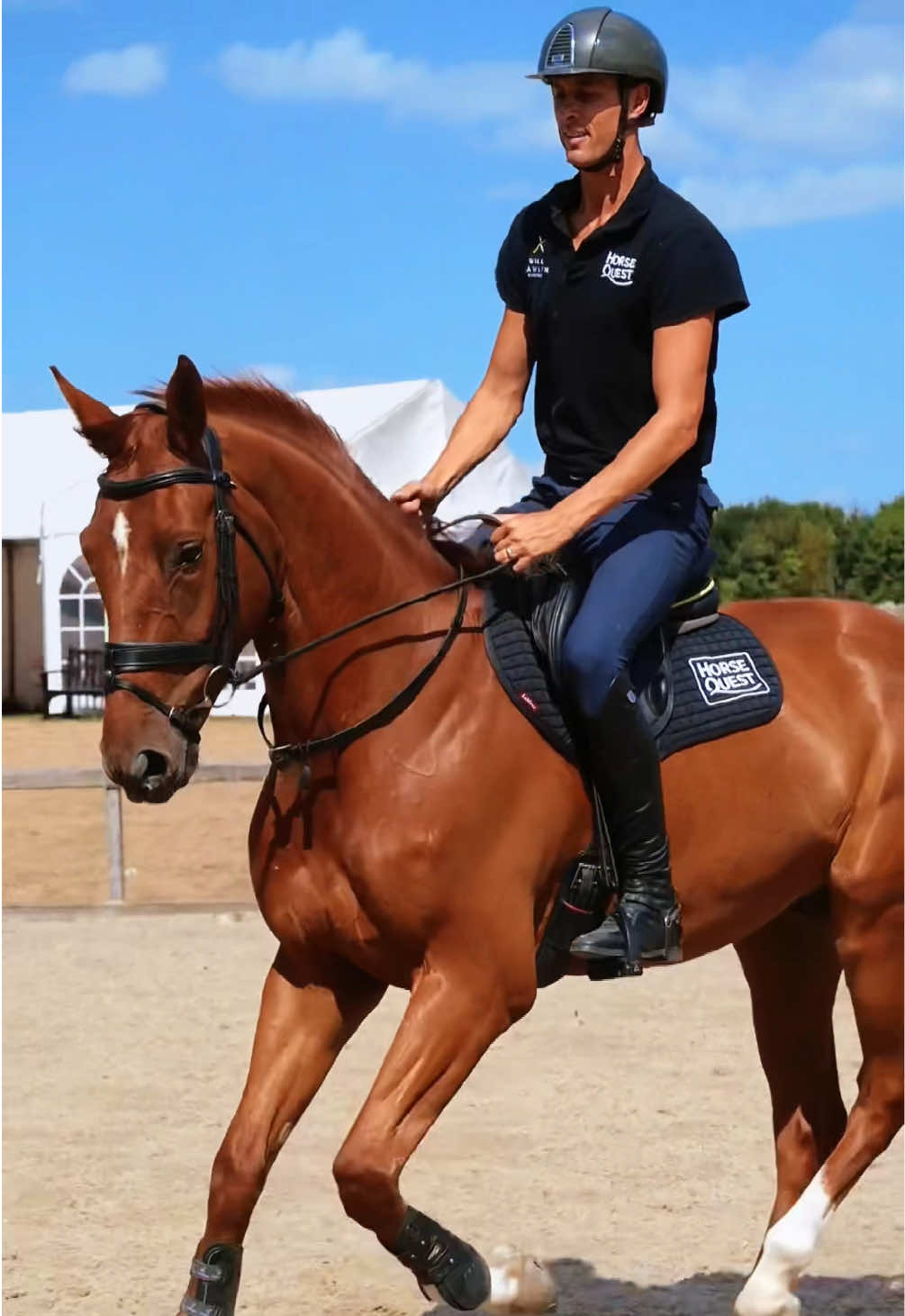 @HorseQuest - Horses for Sale
