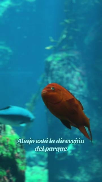 @Alexander