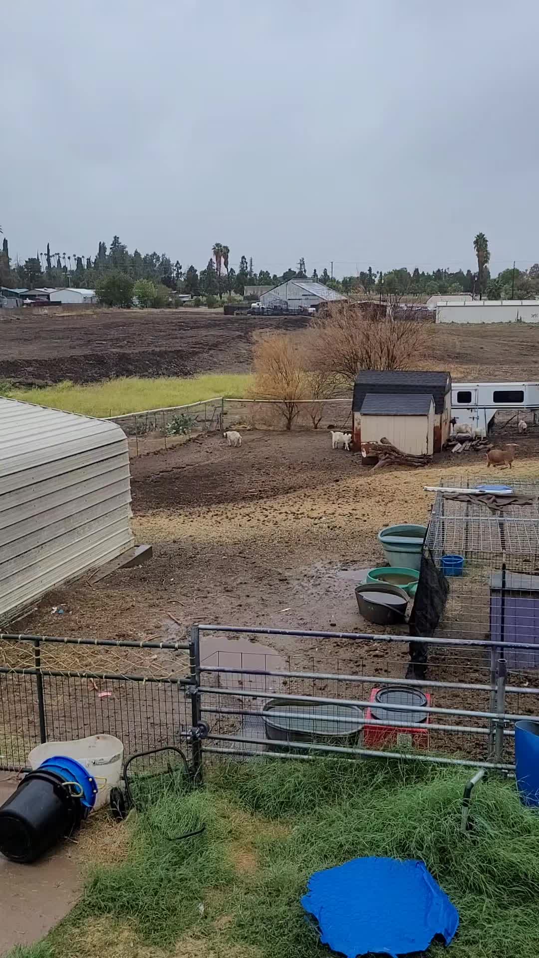 @VioletHorizonsFarm