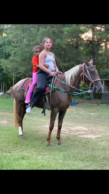 @MrRussellFarms🐴🐴🐴