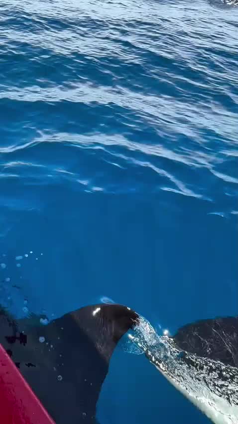 @Animalistas Unidos GymsEmp