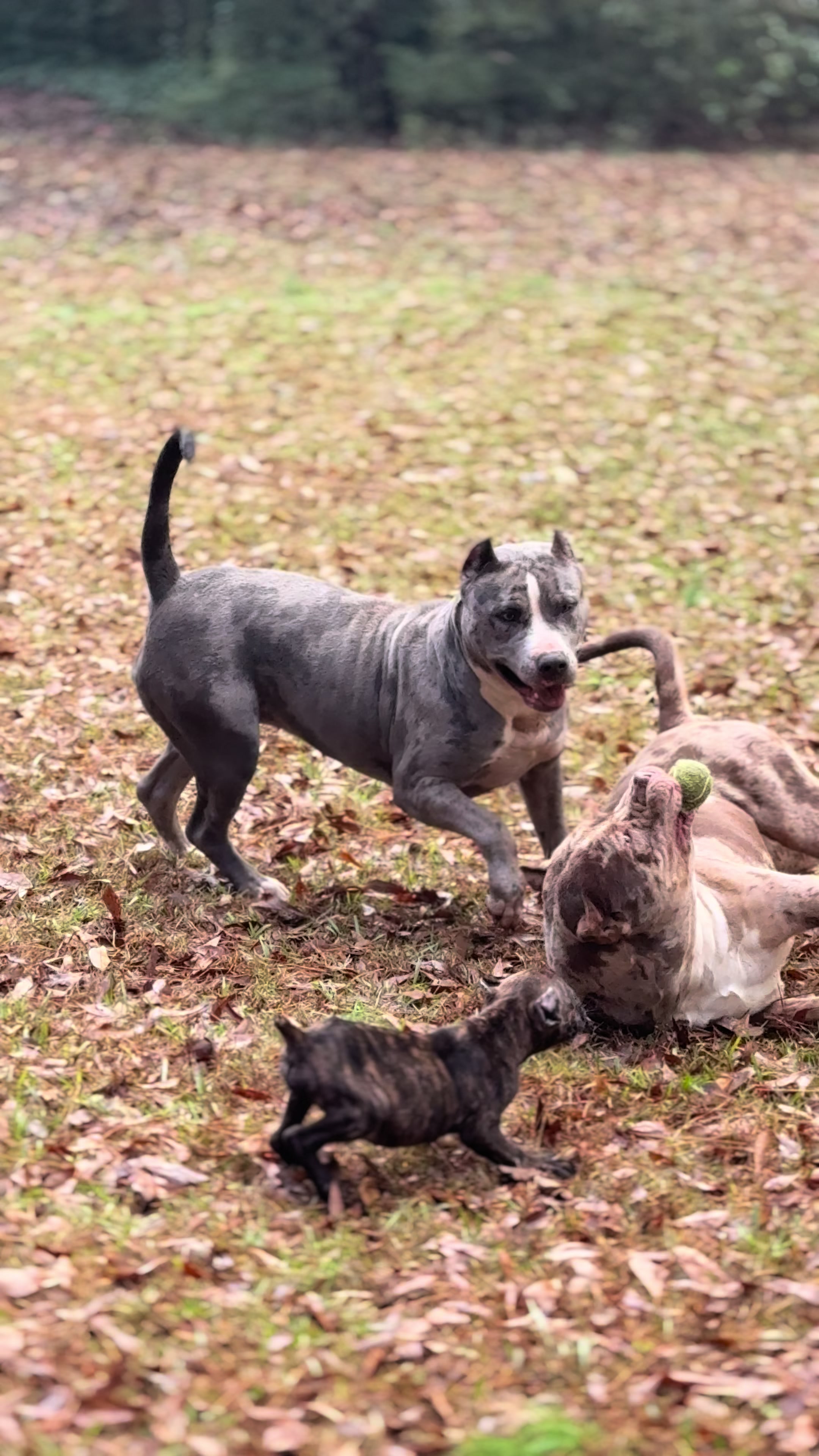 @Alpha Z Kennels