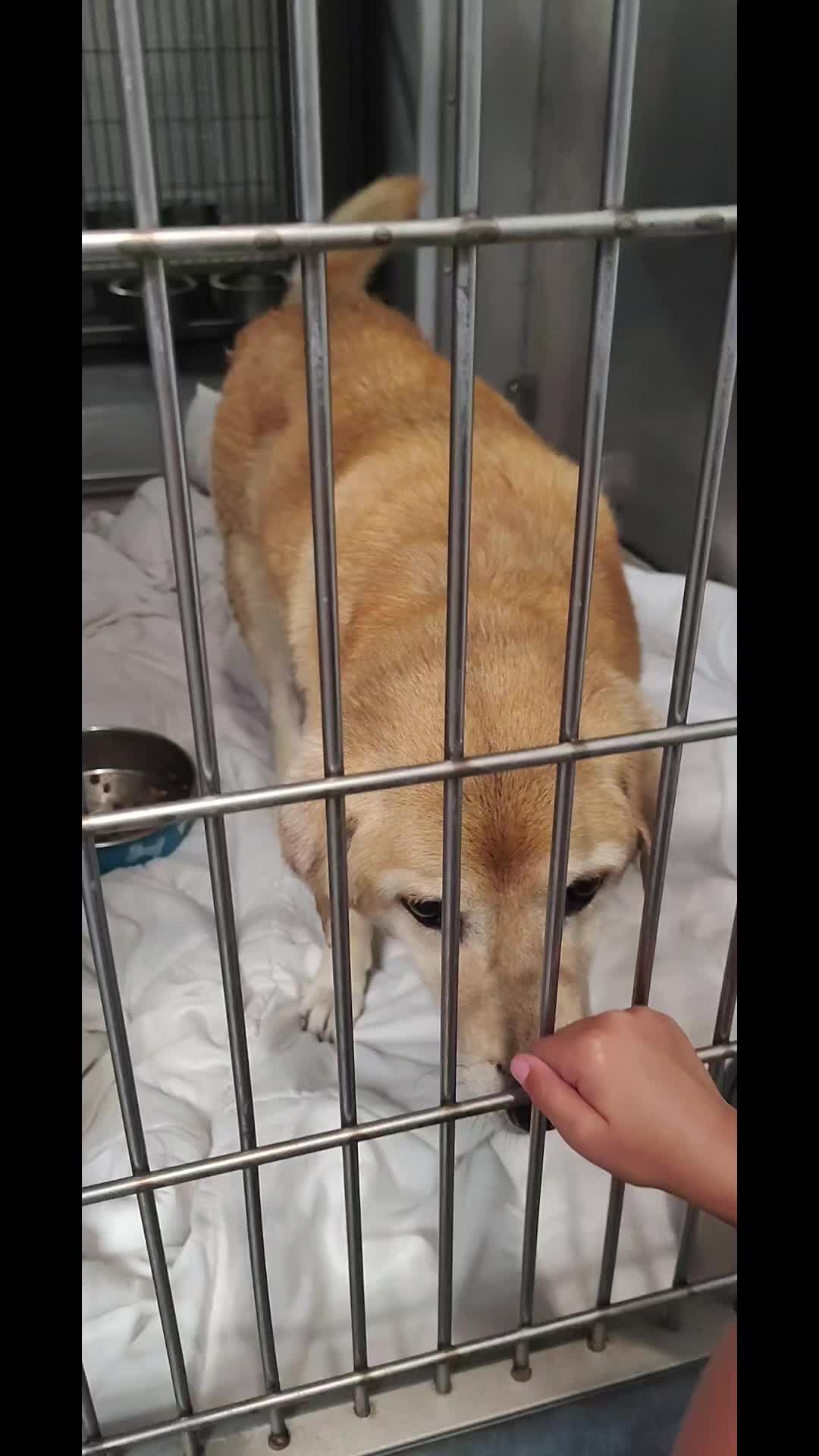@Saving Seaaca Animals