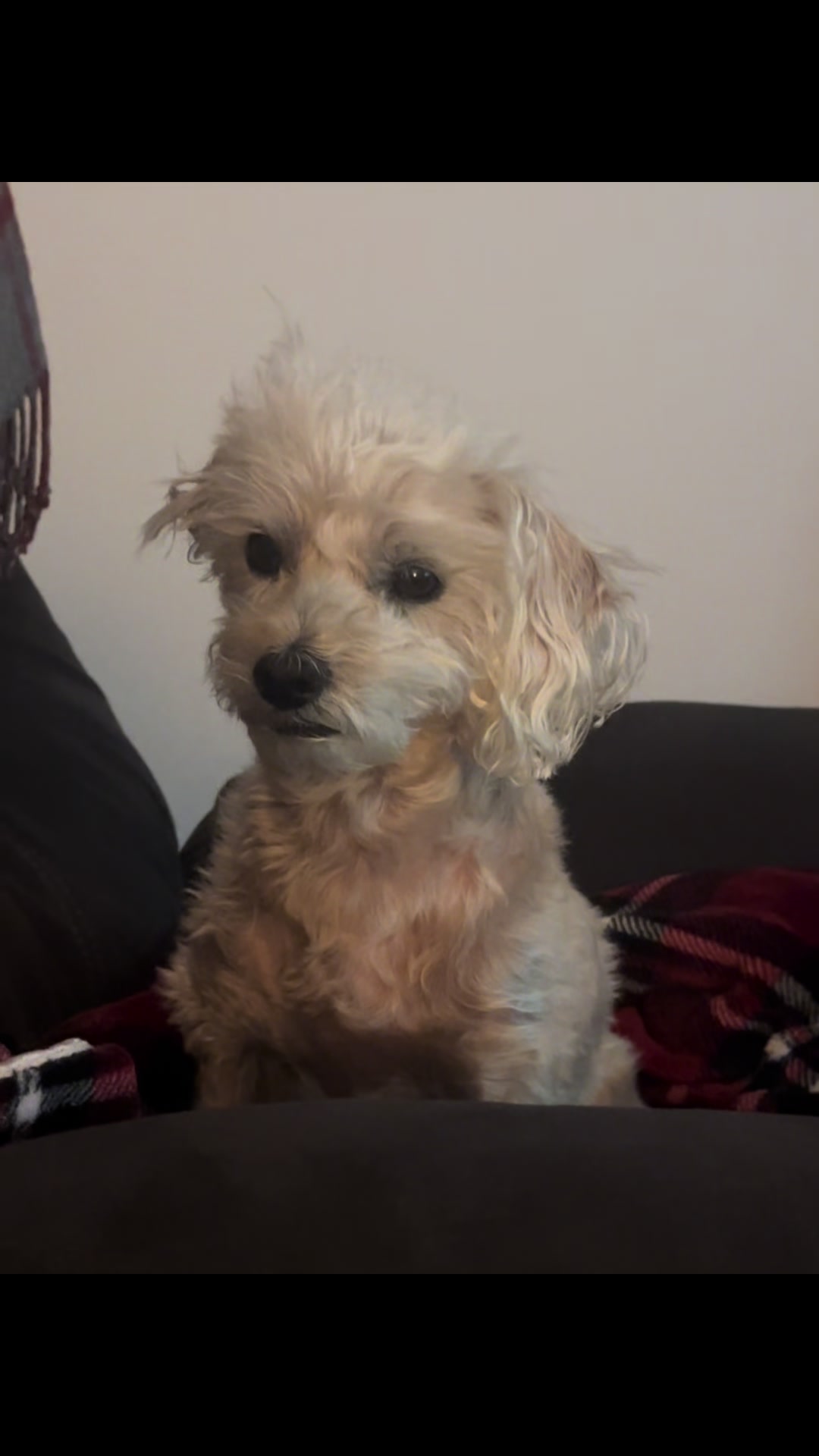 @He Was A PoodleBoi
