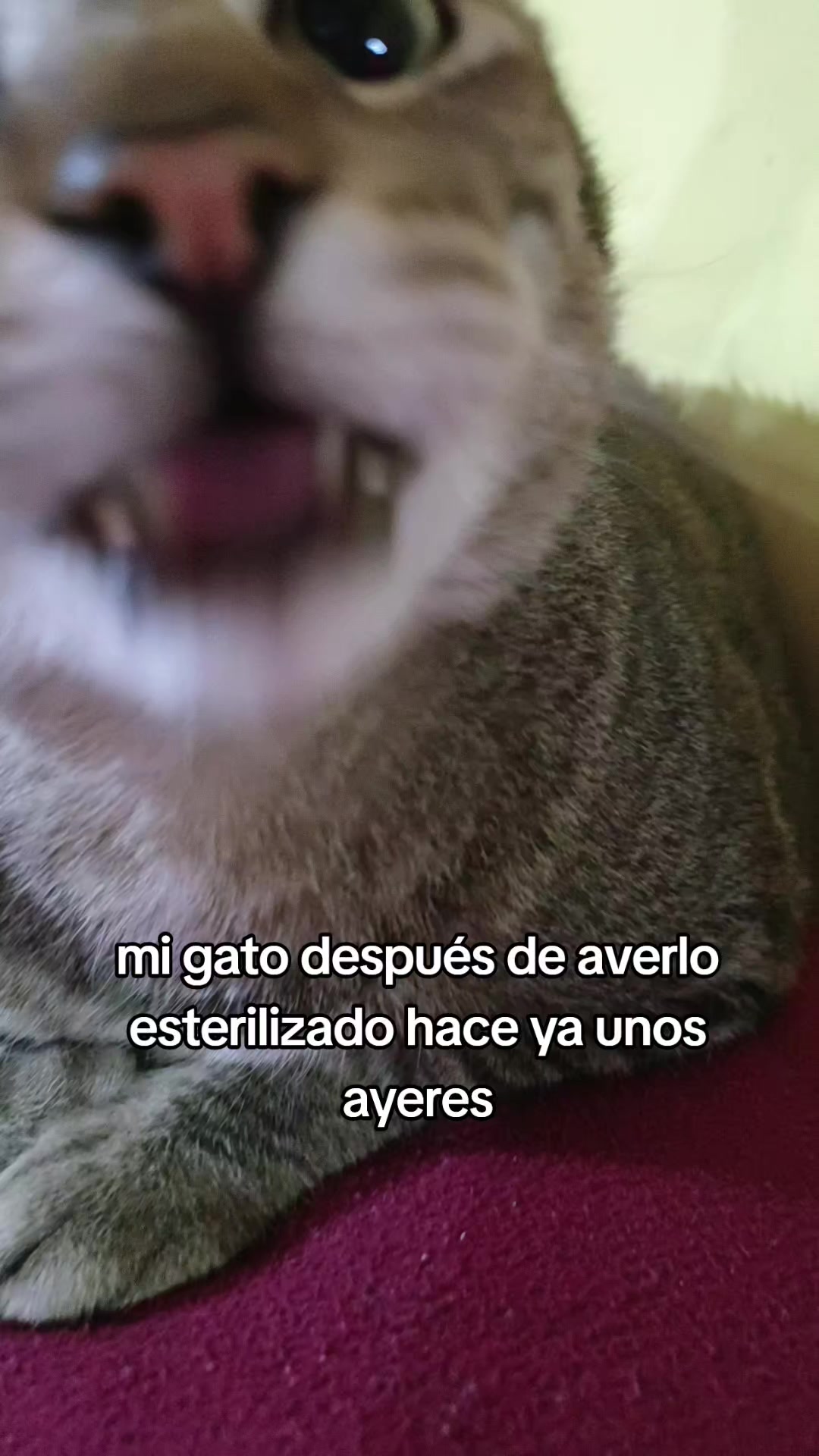 @Alicia