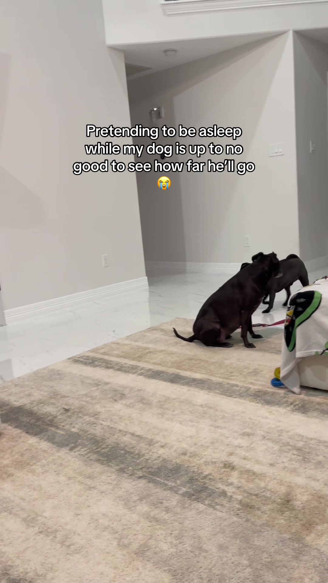 @papitheservicepug