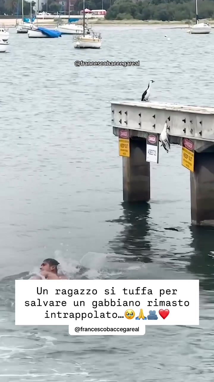@francescobaccegareal