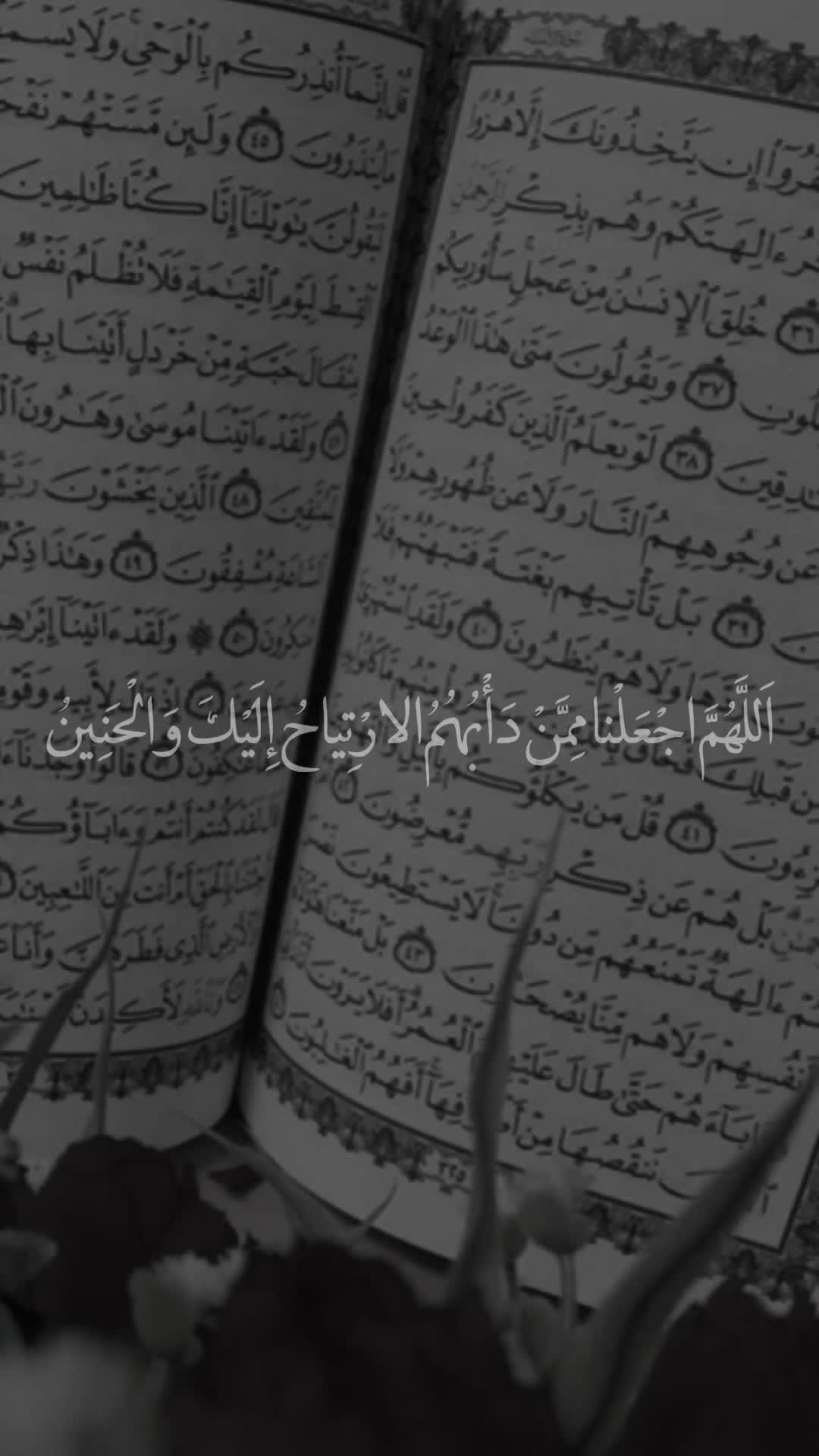 @قائد الغُرِّ المُحَجَّلين
