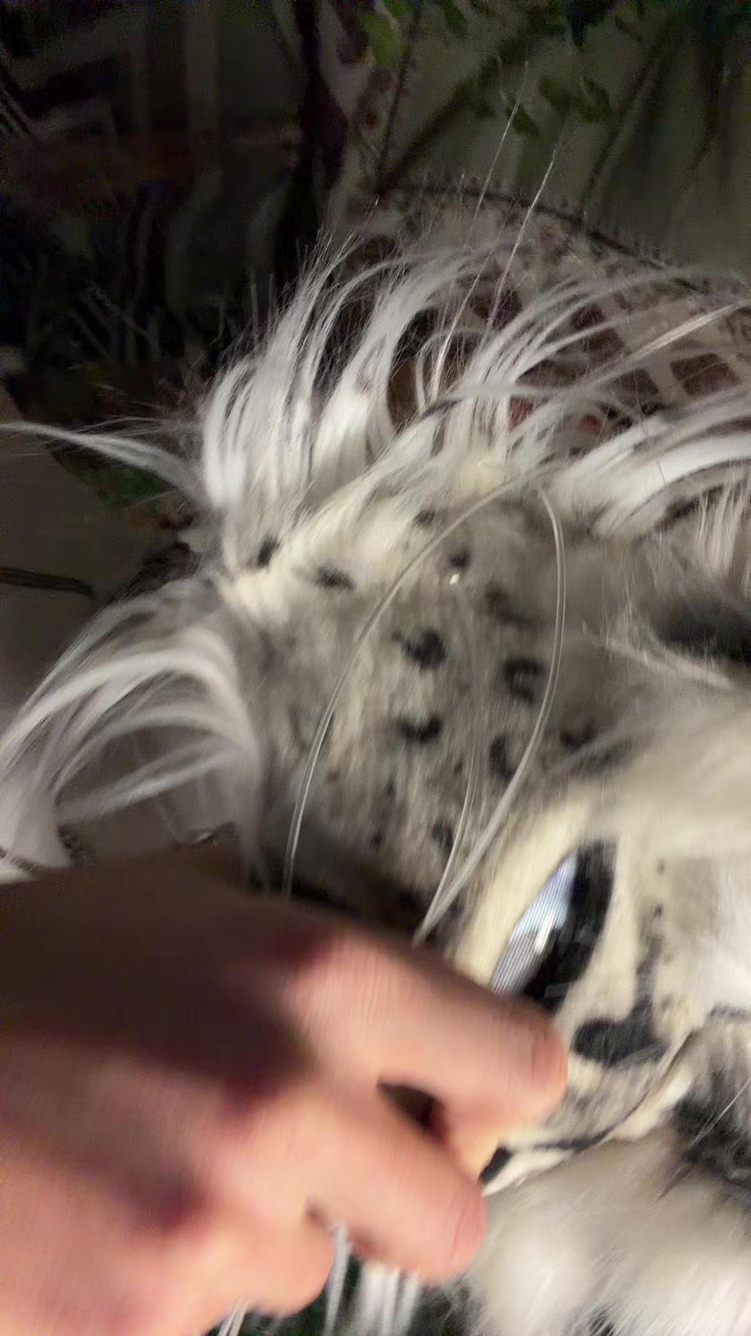 @☆-⃝⃤❄️𝒜𝓆𝓊𝓇𝒾❄️-⃝⃤☆