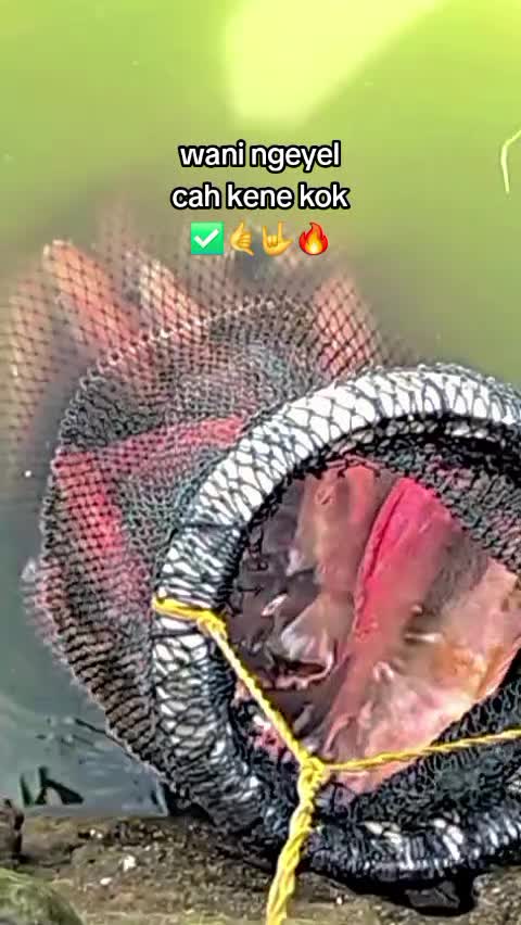 @All in 🔥