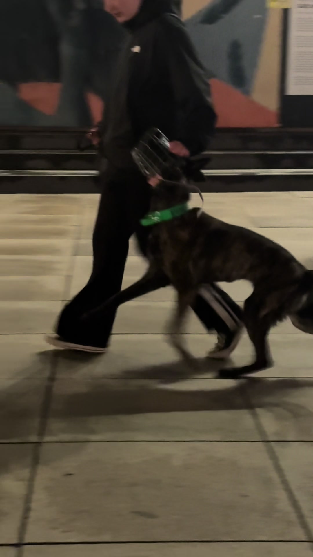 @die.hunde.mafia2