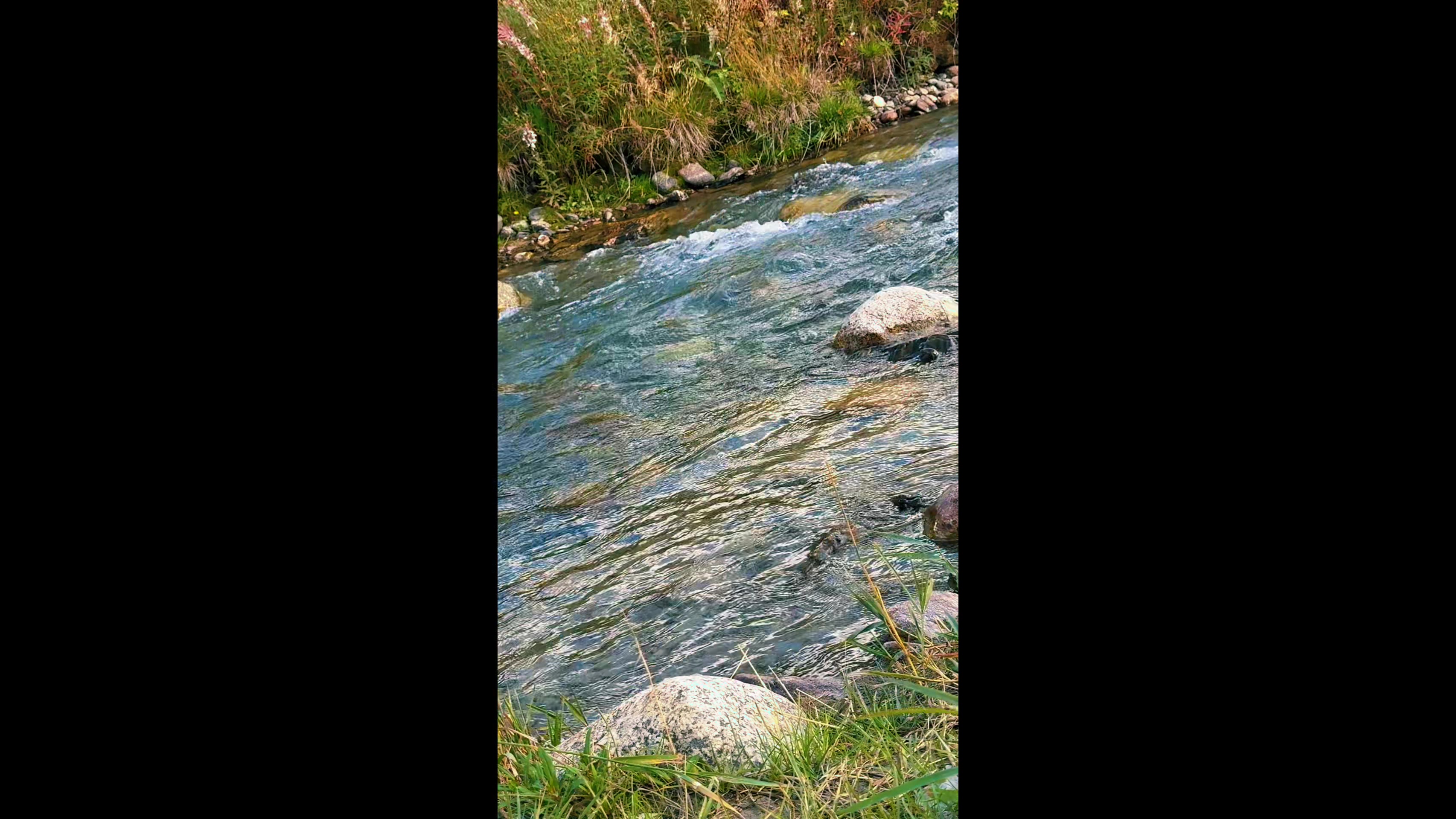 @saqib3449