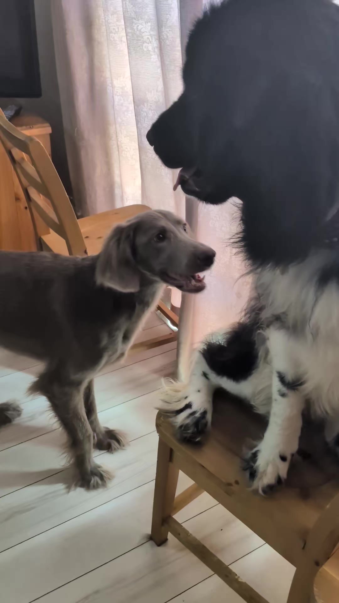 @大型犬3頭&小型老犬4頭多頭飼いの生活
