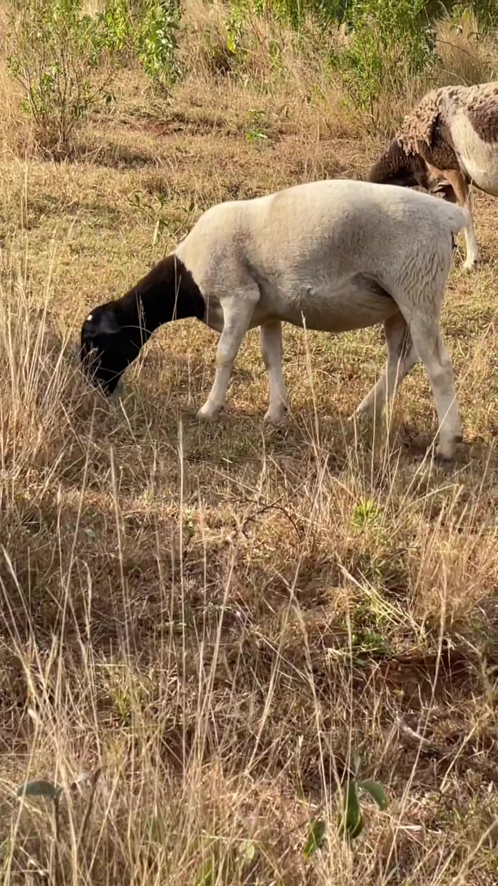 @DorperfarmsKE
