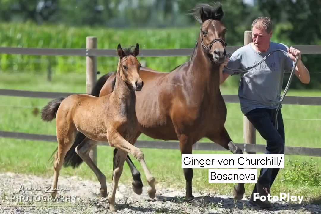 @Gest&uuml;t Amal - Anita Scheele