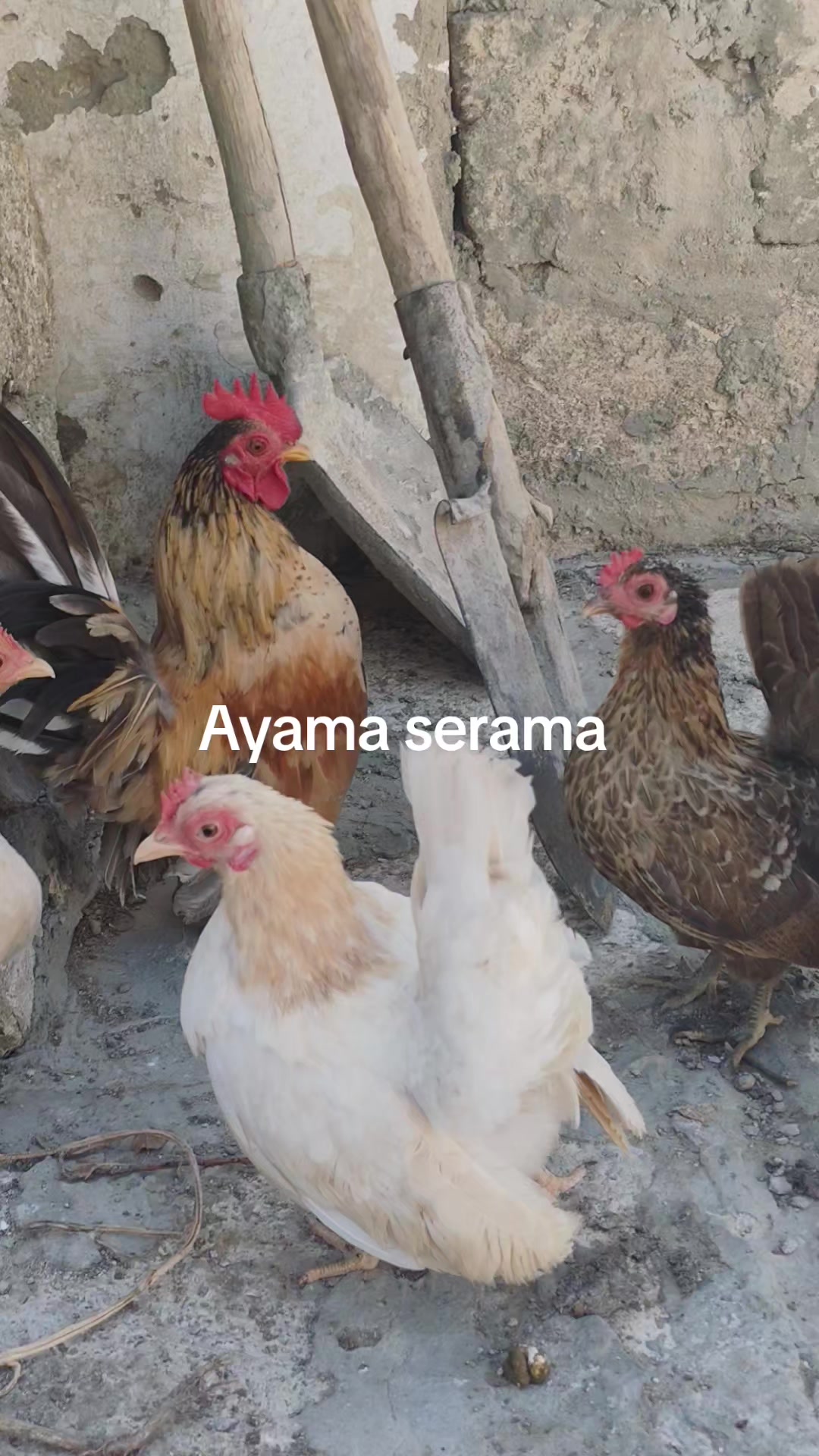 @MAŞTAĞA_QUŞCULUĞ