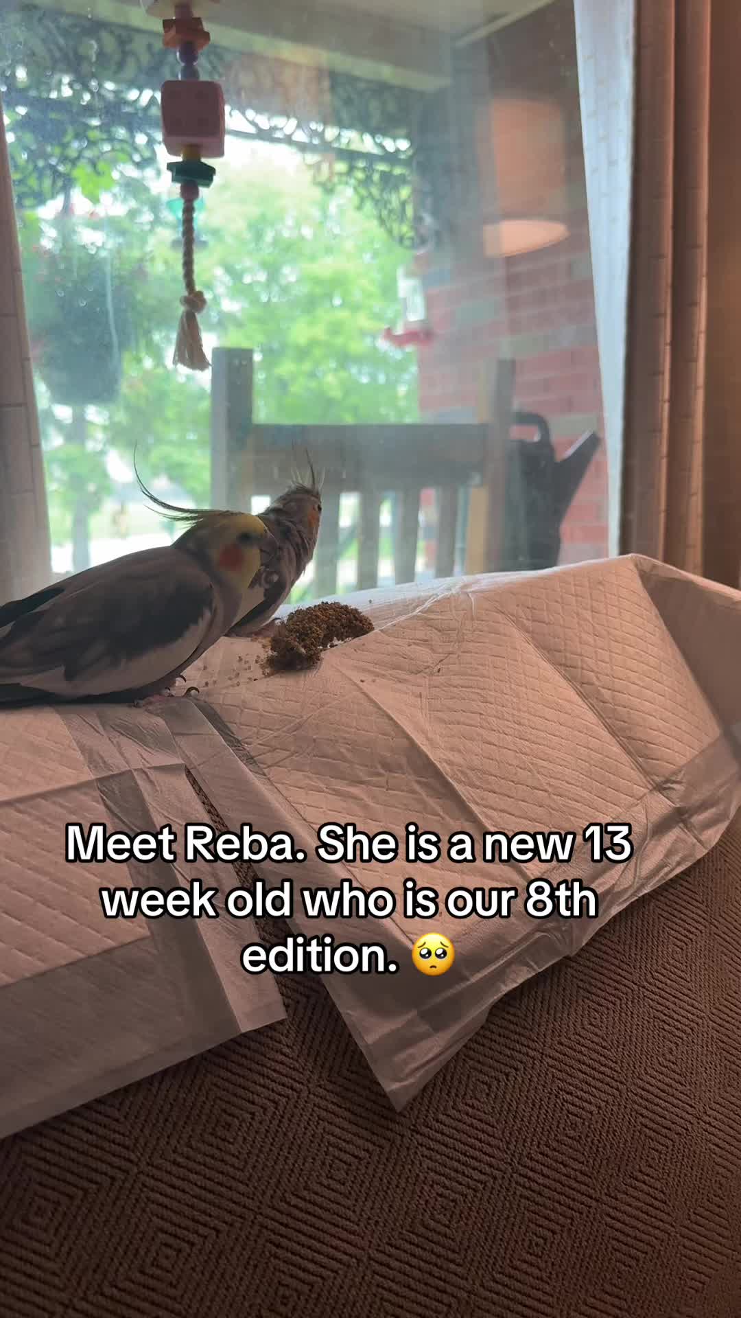 @🇺🇸🦜BirdieJo🦜🇺🇸