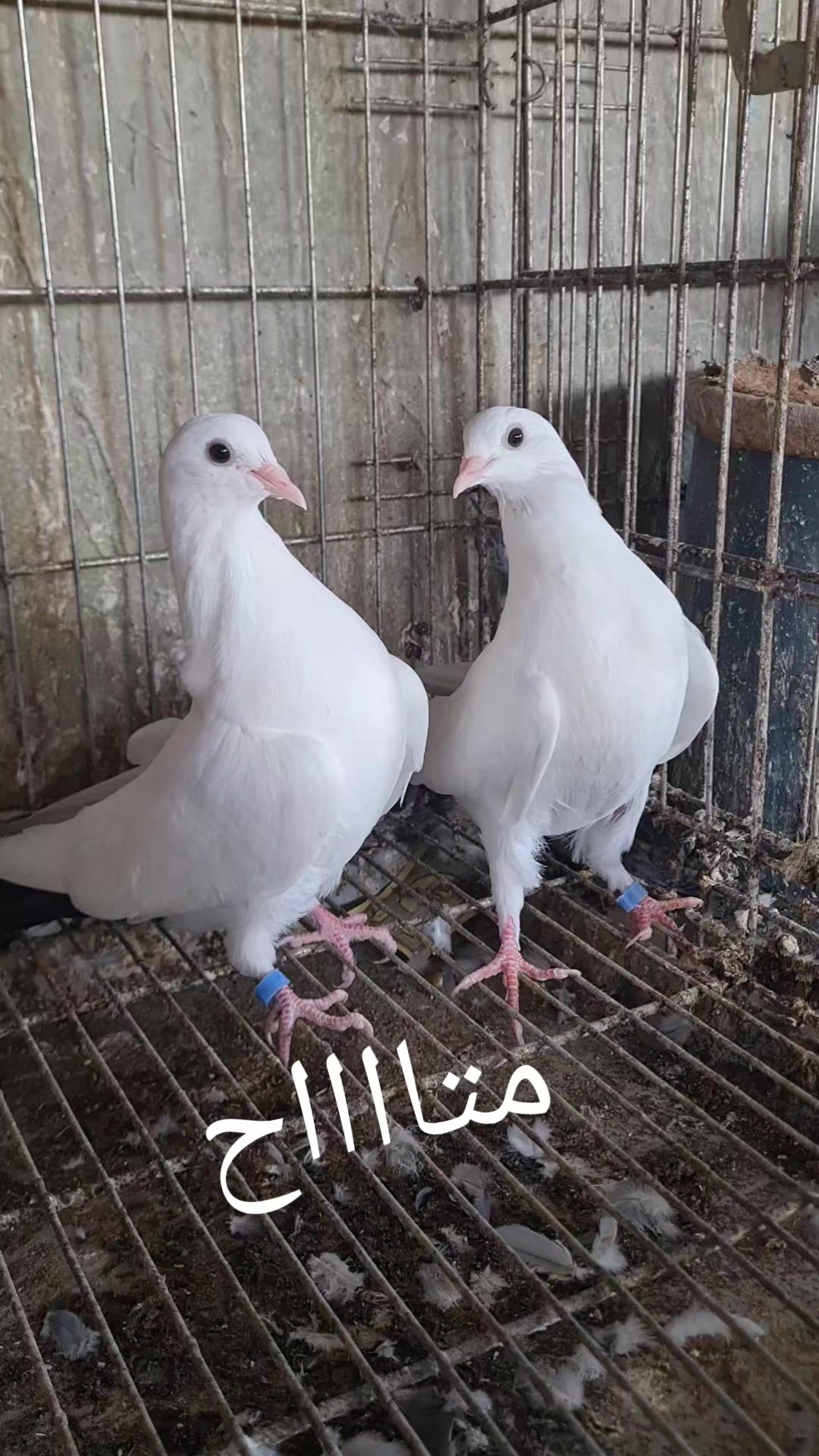 @Pigeons Tv