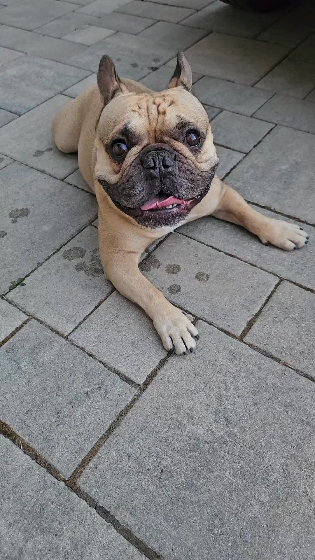 @Tyrion-the-frenchie/Cyrus23