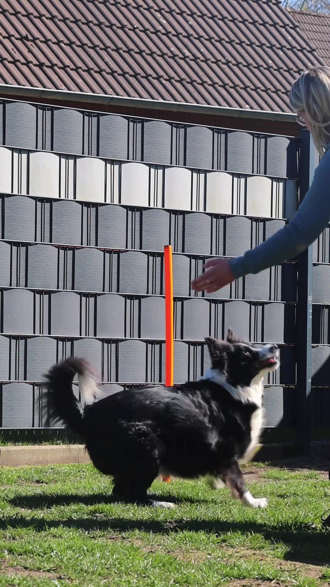 @Dream.Border.Collie.Andra
