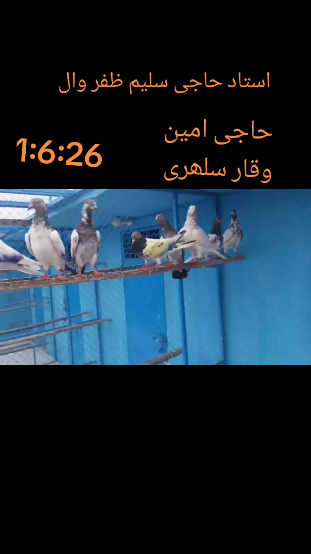 @waqarsulehri555