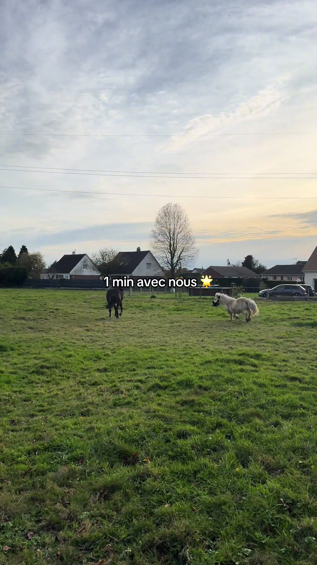 @benjyylepetitponey