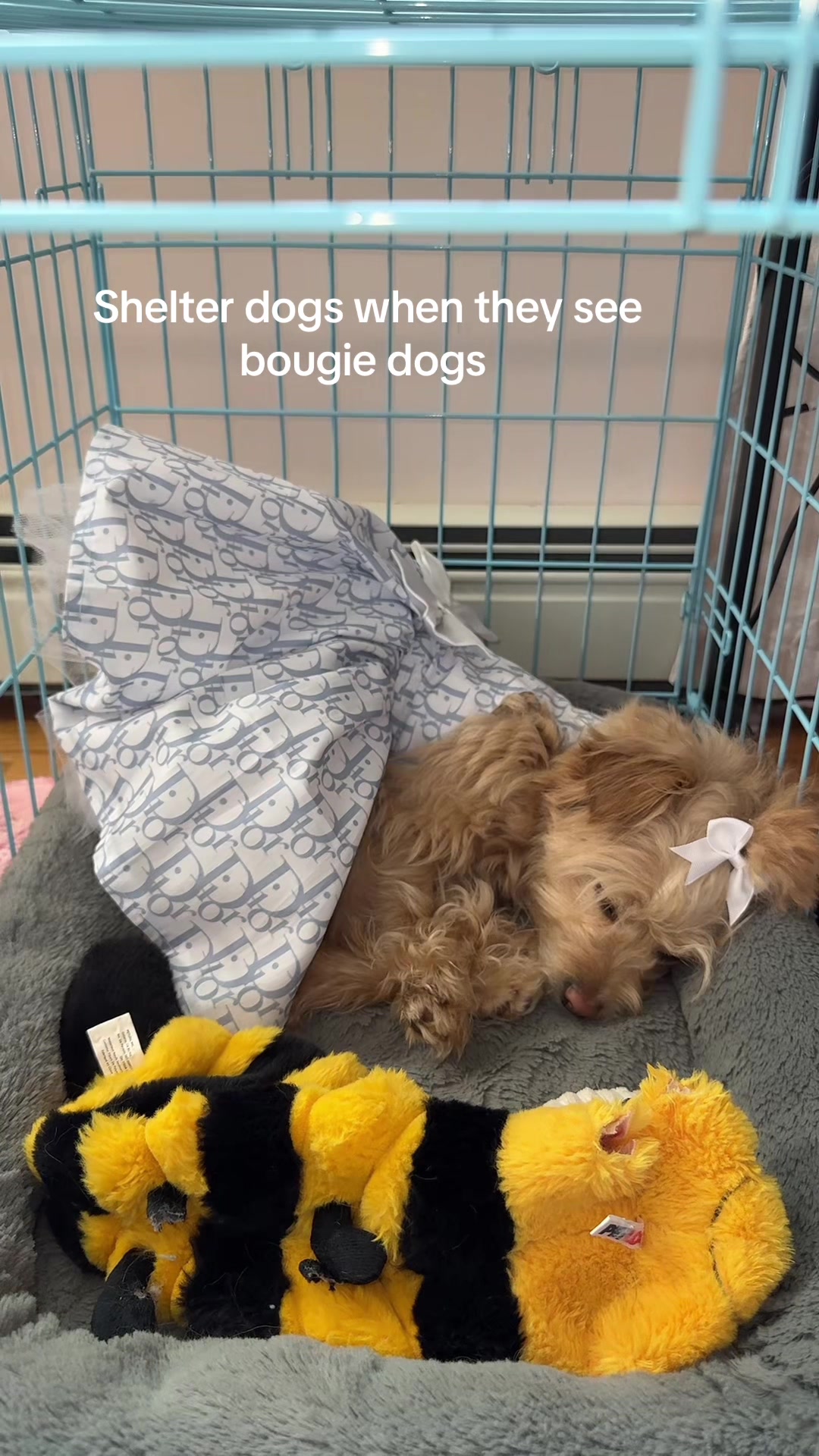 @massimo.the.maltipoo