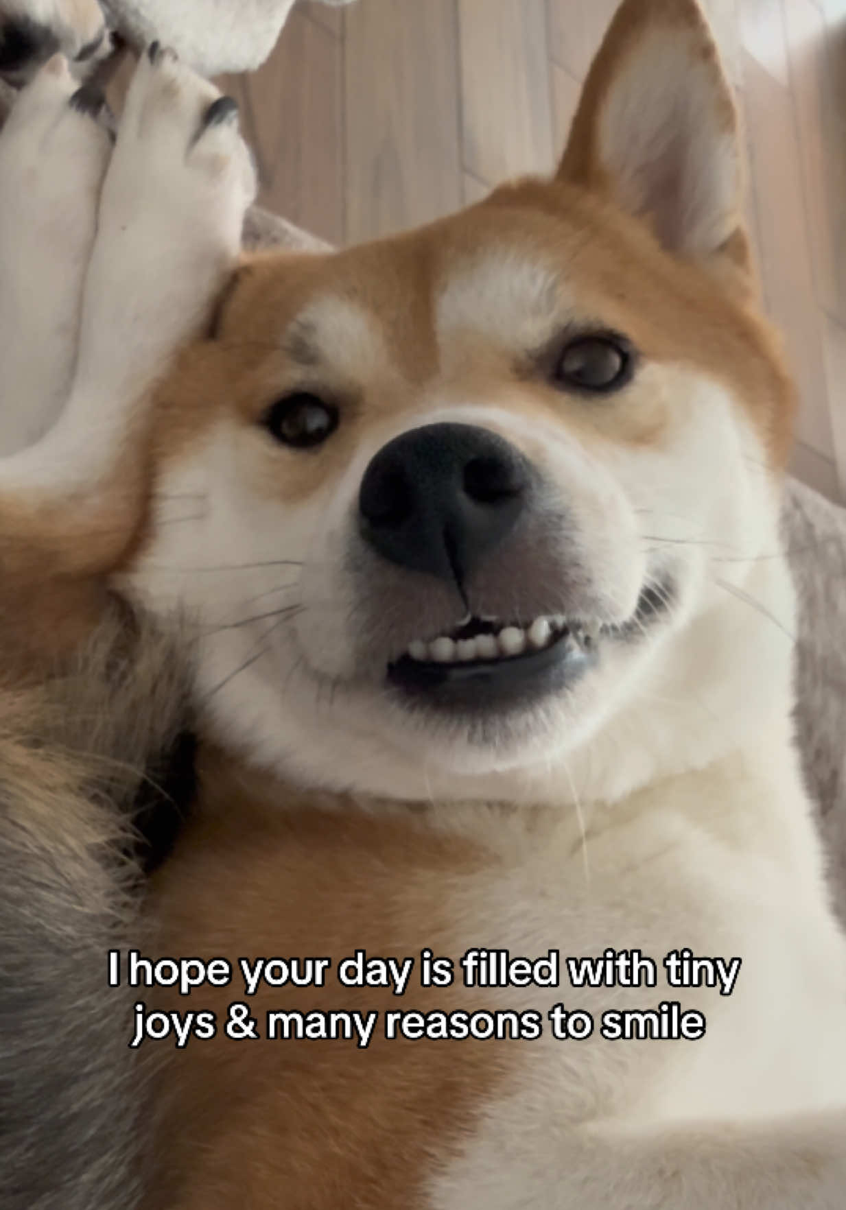 @Flock of Shibas 🐕🐕🐕