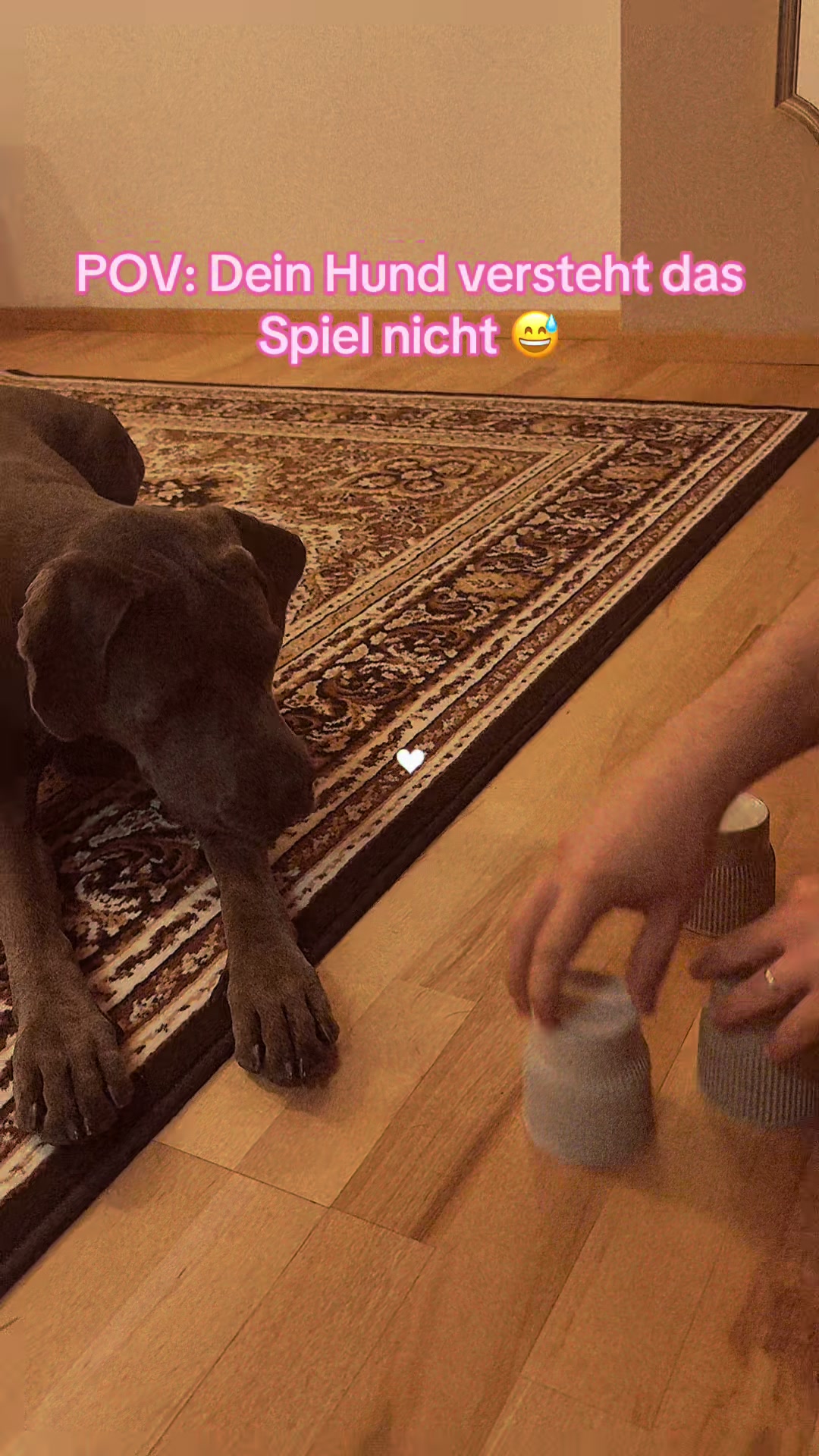 @Cane Corso Ayra 🐾