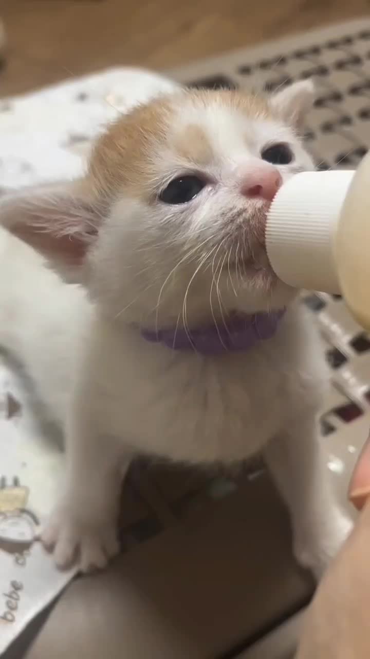 @catnipcrazee