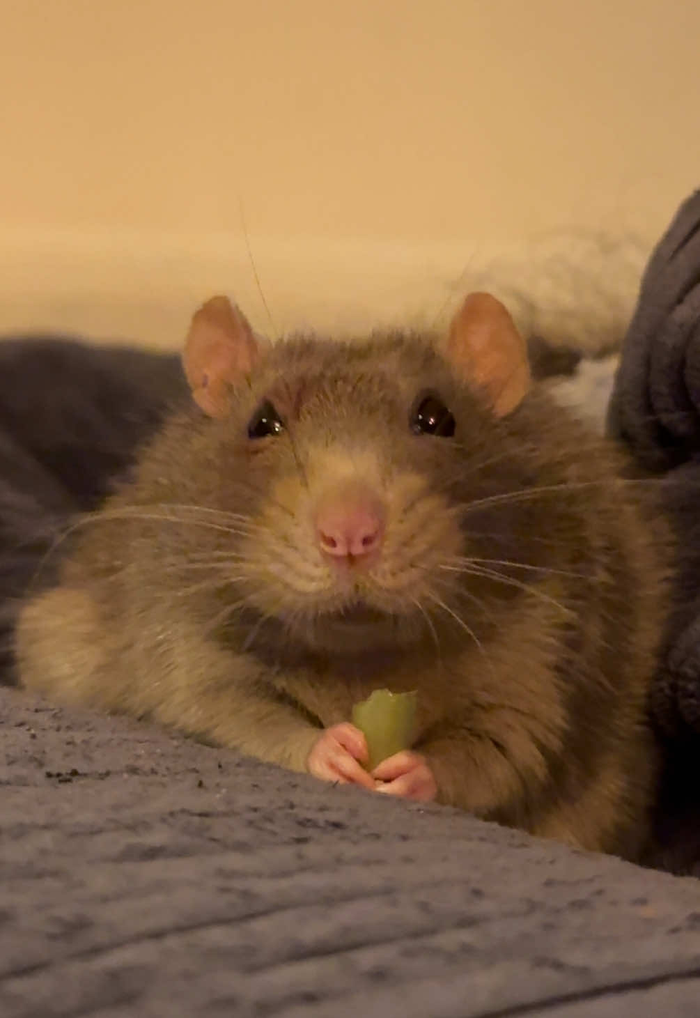 @Roxy’s rats