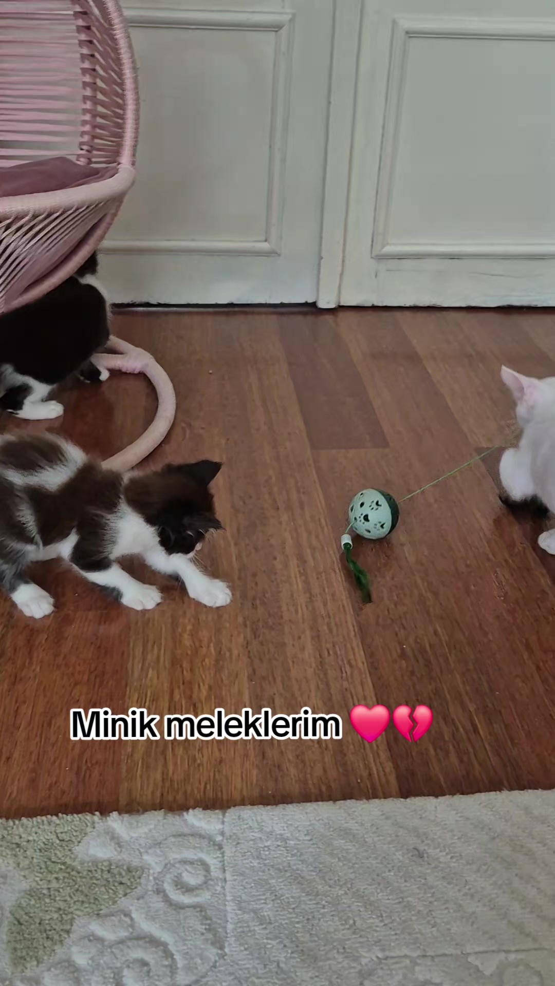 @❤️🐾Patilerin 🐾 dostu 🐾❤️