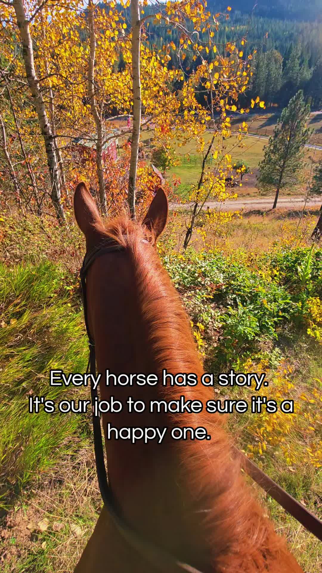 @🐴 ColdMountainRanch 🏇