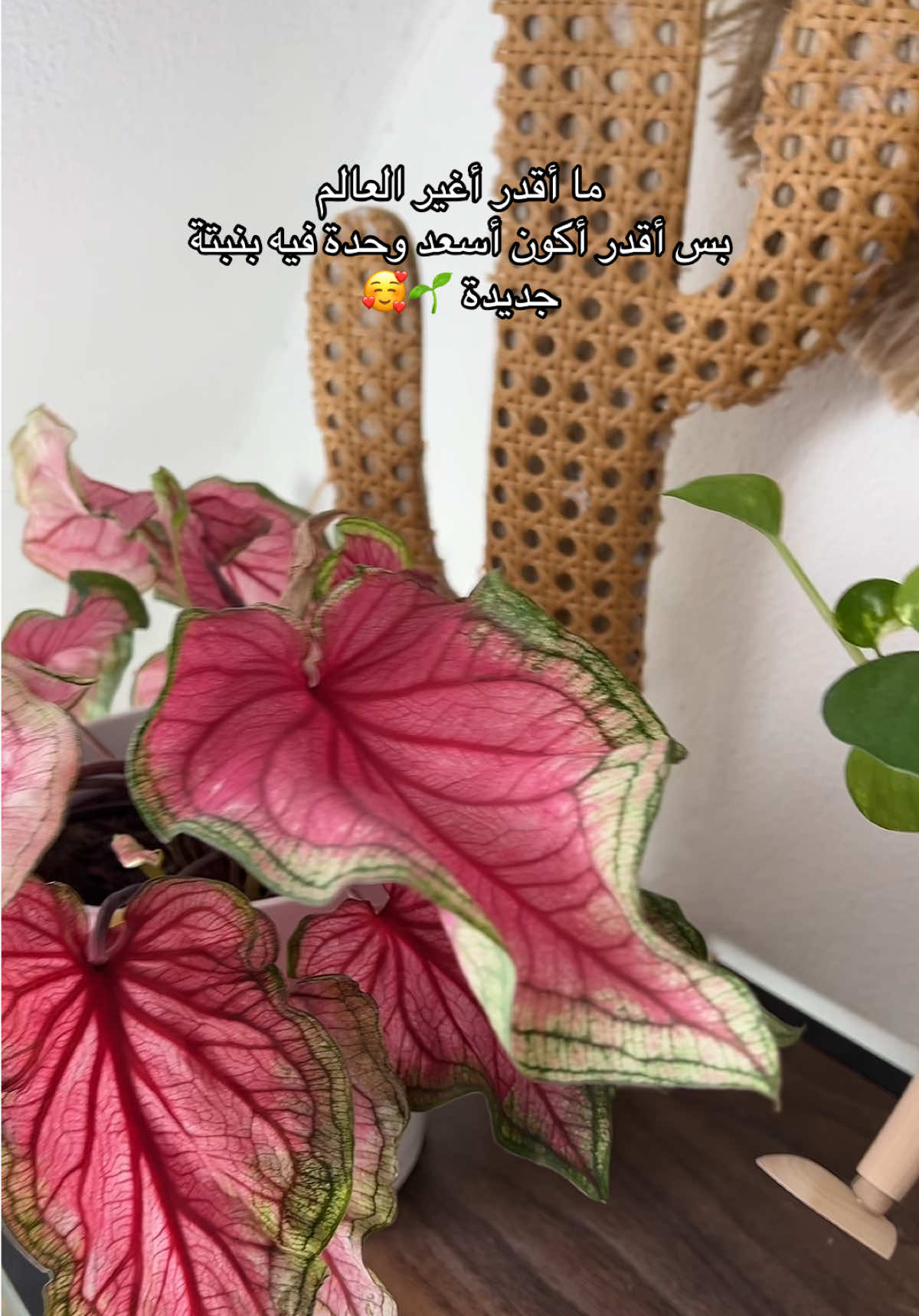 @|١٤١٤ه الَبتُــــــــــولْ