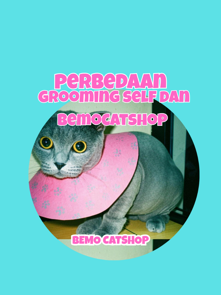 @Bemo Catshop